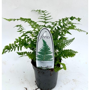 Polystichum setiferum