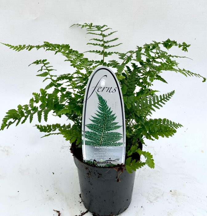 <h4>Polystichum setiferum</h4>