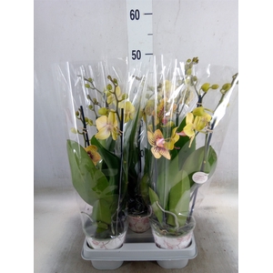 Phalaenopsis   ...yellow