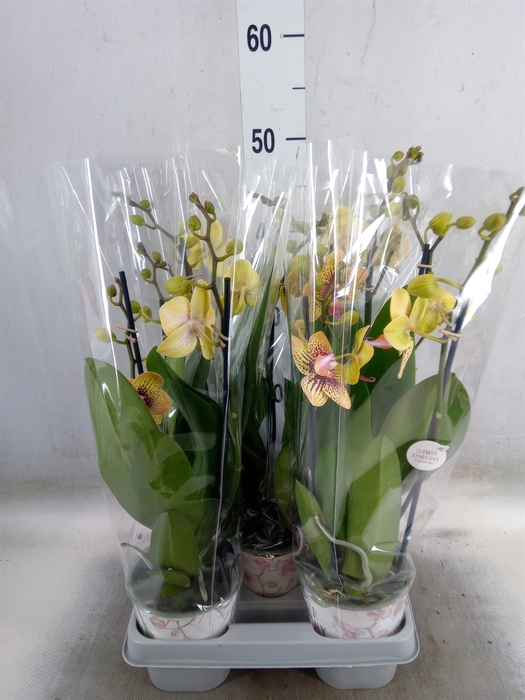 <h4>Phalaenopsis   ...yellow</h4>