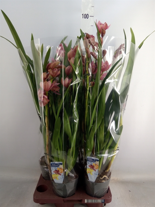 <h4>Cymbidium   ...</h4>