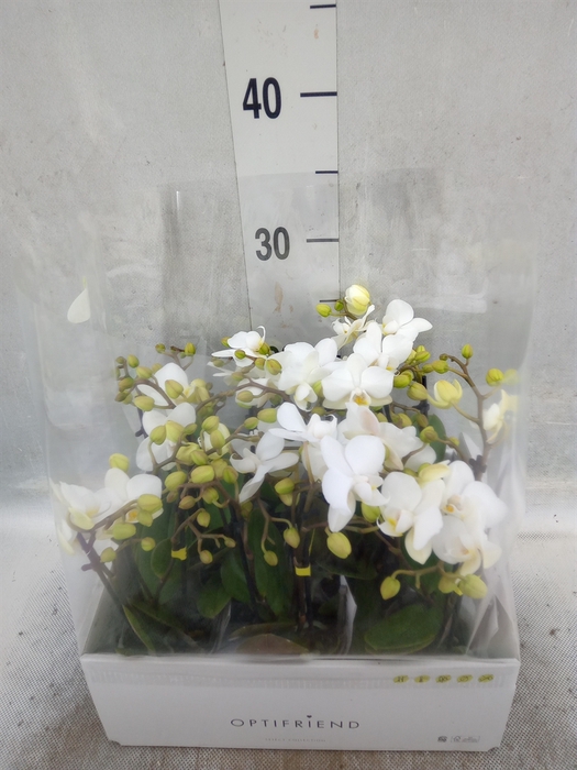 <h4>Phalaenopsis multi.   ...white</h4>