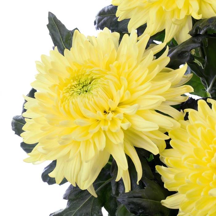 <h4>CHRYSANTHEMUM PL 'MAGNUM YELLOW'</h4>