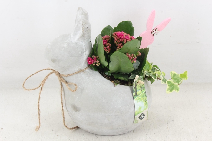 <h4>arr2 JS - Cement haas</h4>