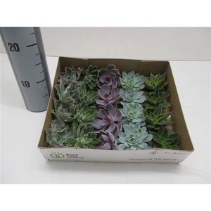 Echeveria Gemengd Klein X20