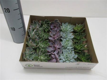 <h4>Echeveria Gemengd Klein X20</h4>
