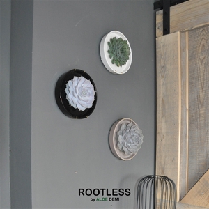 ROOTLESS x WALL ART Echeveria, Panda bowl