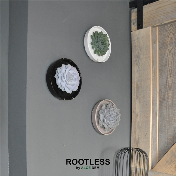 <h4>ROOTLESS x WALL ART Echeveria, Panda bowl</h4>