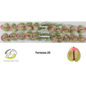 Anth (Andreanum Grp) Fortezza