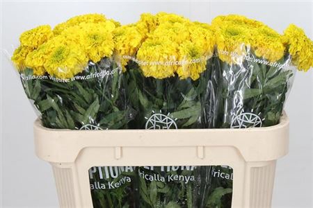 <h4>Tagetes E Promise Yellow</h4>