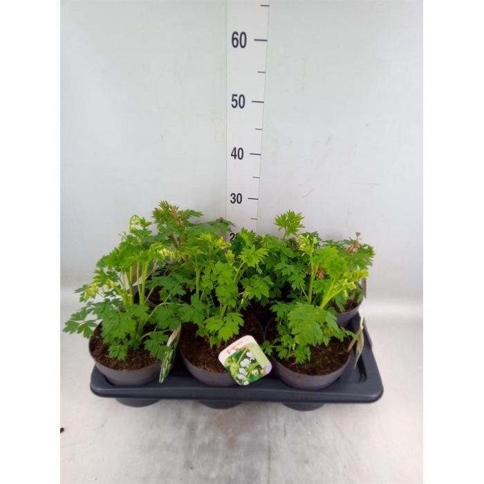 <h4>Dicentra spectabilis</h4>