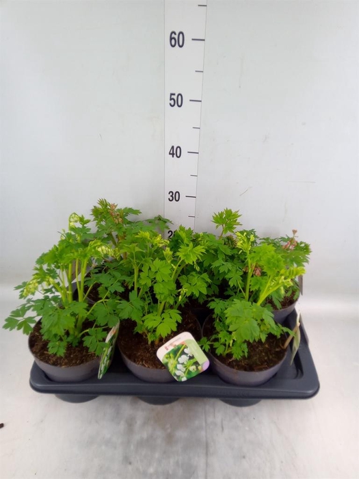 <h4>Dicentra spectabilis</h4>