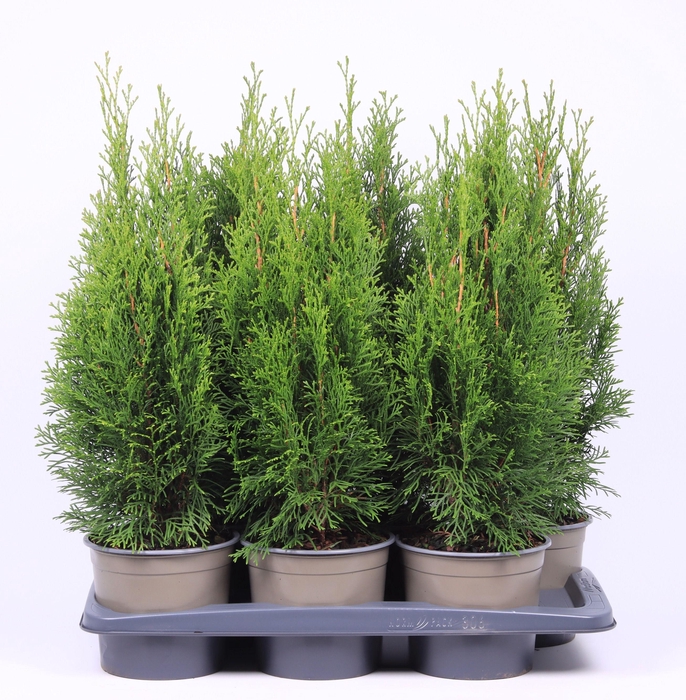 <h4>Thuja occidentalis 'Smaragd'</h4>