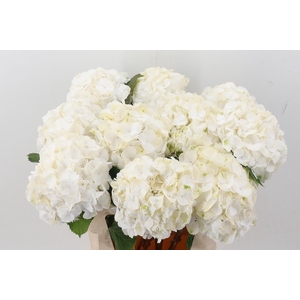 Hydr M Ch Whi Verena