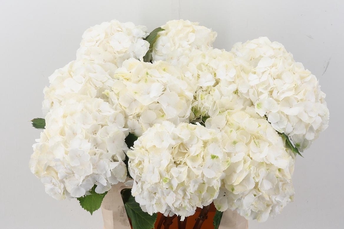 <h4>Hydr M Ch Whi Verena</h4>