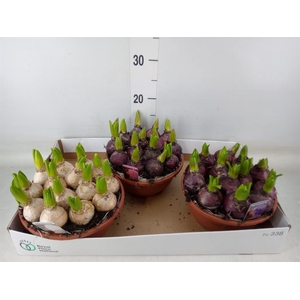 Hyacinthus orie. 'Pearl'  ...mix  3