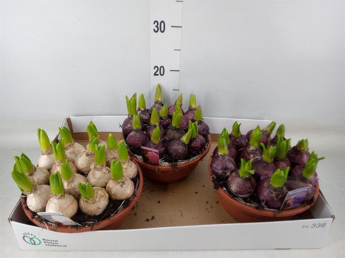 <h4>Hyacinthus orie. 'Pearl'  ...mix  3</h4>