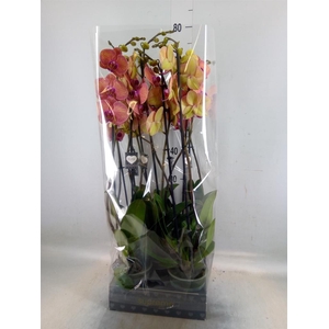 Phalaenopsis  'Golden Leopard'