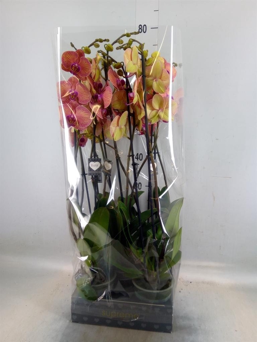 <h4>Phalaenopsis  'Golden Leopard'</h4>