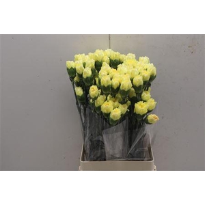 Di St Splendor Yellow