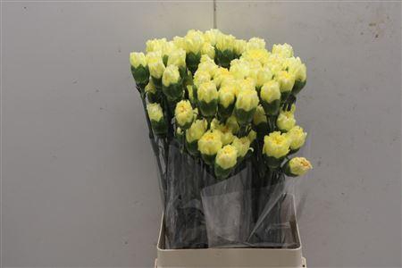 <h4>Di St Splendor Yellow</h4>