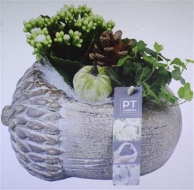 <h4>5498 Witte Eikel</h4>