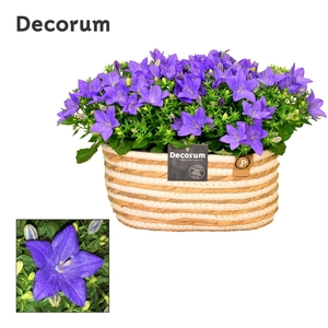 Campanula 'Napoli' Decorum Field Basket