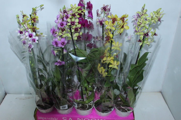 <h4>DENPHALAEN P13</h4>