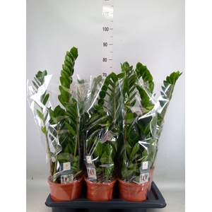 Zamioculcas zamiifolia
