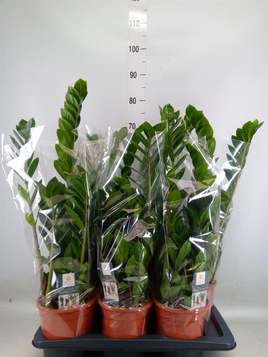 <h4>Zamioculcas zamiifolia</h4>