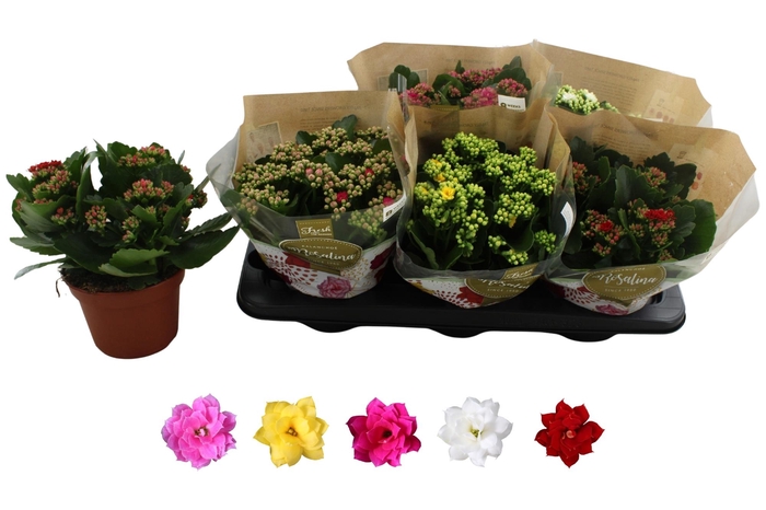 <h4>KAL GE RO GEM 5 KL</h4>