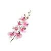 Phalaenopsis Pink