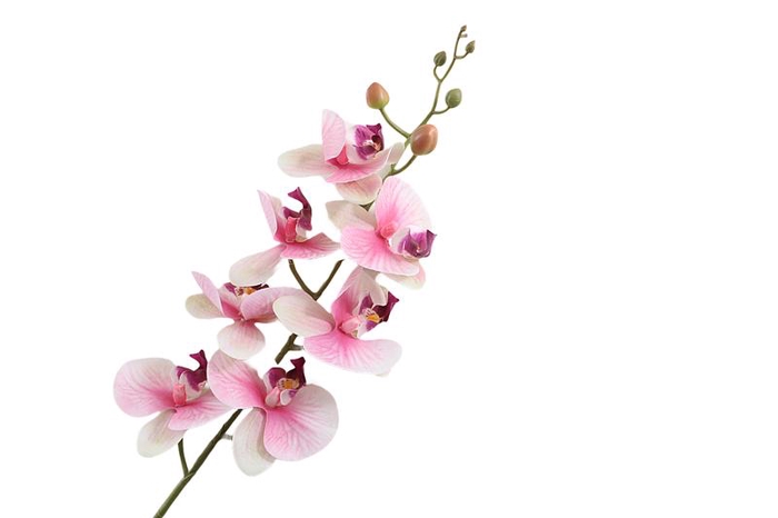 Phalaenopsis Pink