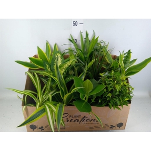 Planten Groen   ...mix 12