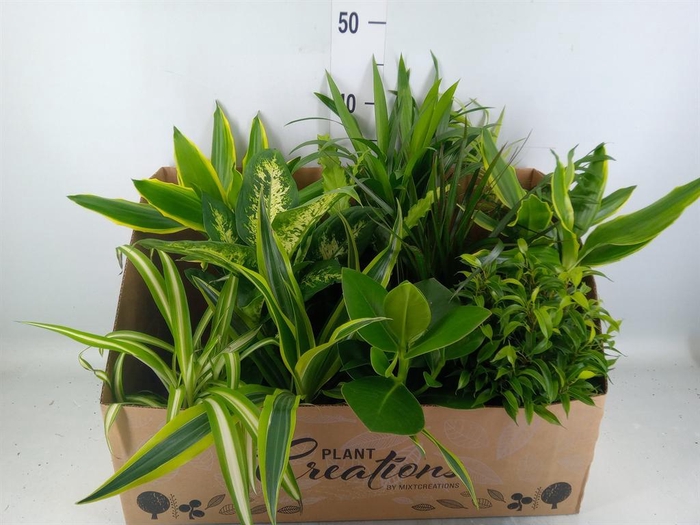 <h4>Planten Groen   ...mix 12</h4>