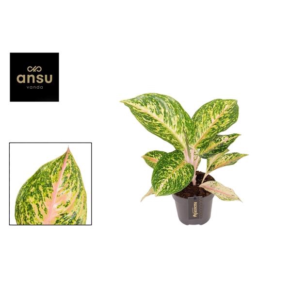<h4>Aglaonema Forest Pink</h4>