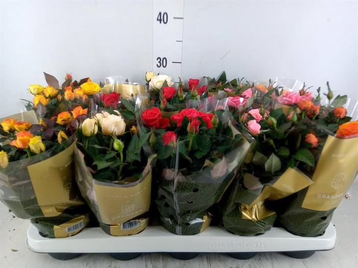 <h4>Rosa  'Kordana Grande'   ...mix</h4>