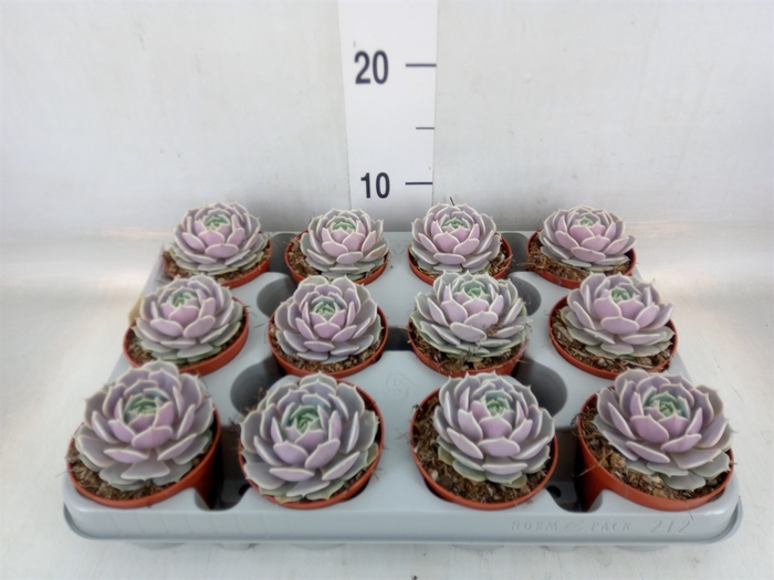 <h4>Echeveria   ...</h4>