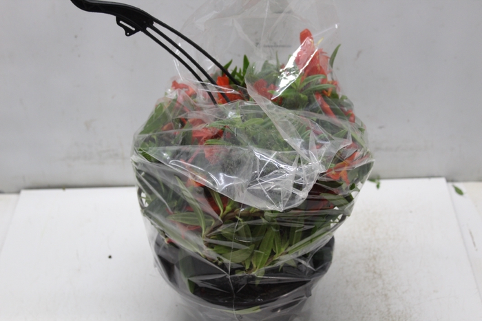 <h4>COLUMNEA HIRTA C21</h4>