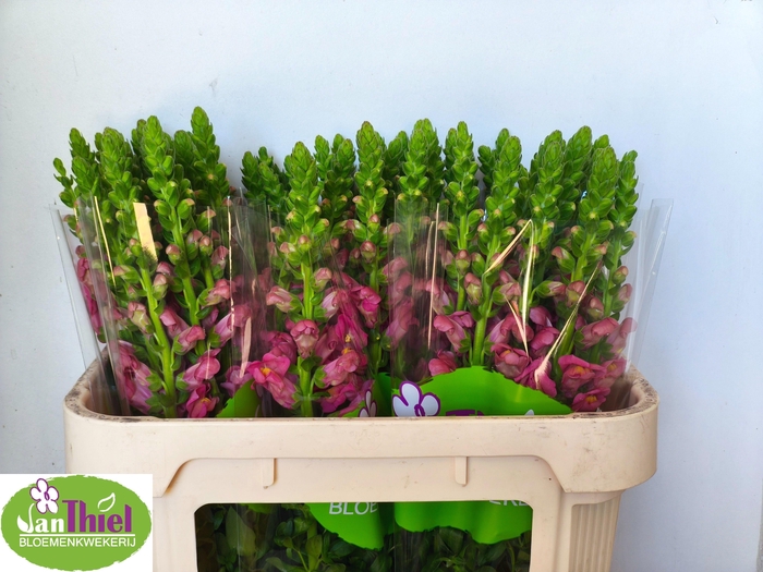 <h4>Antir Antibes Rose</h4>