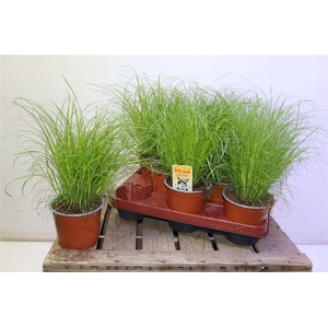 arr8 Cyper Alt Zumula