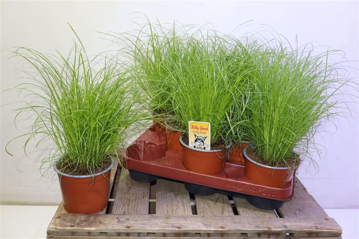 <h4>arr8 Cyper Alt Zumula</h4>