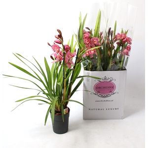 Cymbidium licht roze 3-4 tak