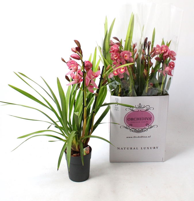 <h4>Cymbidium licht roze 3-4 tak</h4>