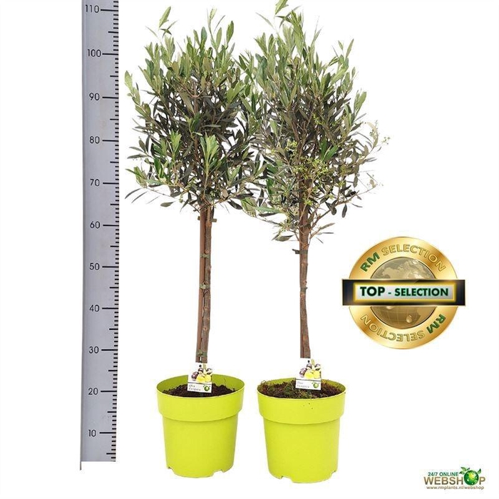 <h4>OLEA EUROPAEA</h4>