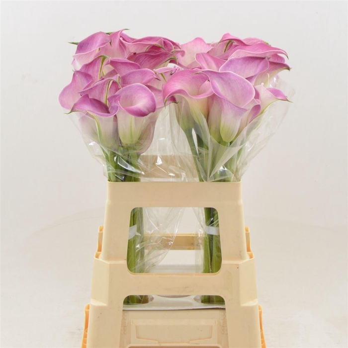 <h4>Calla 'Denver'</h4>