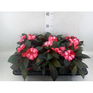 Impatiens NG 'ColPow Coral Flame'