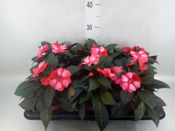 <h4>Impatiens NG 'ColPow Coral Flame'</h4>