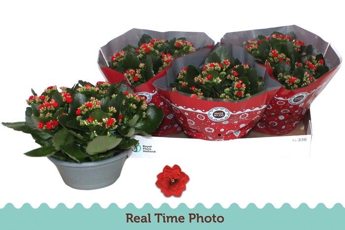 <h4>KAL GE DON JUSTINO</h4>