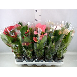 Anthurium   ...mix